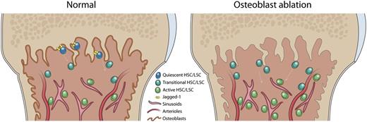 Different stem cells are maintained in different niche zones in bone marrow. After osteoblast ablation, the quiescent HSC subset is lost, and bone marrow is converted into a proliferation-promoting microenvironment.