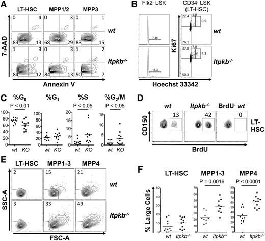 Figure 2. Loss of HSC quiescence in Itpkb−/− mice. (A) Annexin V/7-AAD stain of the indicated phenotypic LT-HSC or MPP subsets in WT or Itpkb−/− BM. Numbers denote percent of cells per quadrant. Viable cells are double-negative. Representative of 2 independent experiments (nwt = 3; nKO =4). (B-C) Cell-cycle status of LSK Flk-2− LT-HSC/MPP1-3 and LSK CD34− LT-HSC in WT or Itpkb−/− mice, analyzed by Hoechst/Ki67 stain. (B) Representative data from 8 independent experiments. G0, Ki67−Hoechst 33342−. G1, Ki67+Hoechst 33342−. S, Ki67+Hoechst 33342int. G2/M, Ki67+Hoechst 33342hi. Numbers denote percent of cells per gate. (C) Percent of LT-HSC per cell-cycle phase for 11 mice/genotype (horizontal bars, means). KO, Itpkb−/−; WT, wild type. Statistical significance was determined by paired Student t test. (D) In vivo BrdU incorporation in LSK CD34− LT-HSC in WT or Itpkb−/− mice during a 2-hour pulse. Numbers denote percent of BrdU+ cells. BrdU−, uninjected WT control. Representative of 2 independent experiments. (E-F) Forward (FSC-A)/side-scatter (SSC-A) analysis of LSK CD34−CD150+ LT-HSC, LSK CD34+Flk-2− MPP1-3, and LSK CD34+Flk-2+ MPP4 in WT or Itpkb−/− BM. (E) Representative data from 5 independent experiments. Numbers denote percent of cells per gate. (F) Pooled data with means (horizontal lines) and P values for the indicated comparisons (unpaired t test; n = 11).