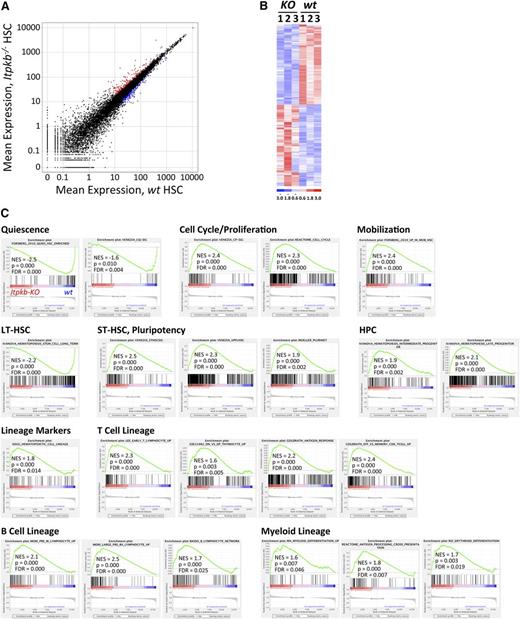Figure 3. Downregulation of quiescence and stemness-associated, upregulation of proliferation, mobilization, and differentiation-associated mRNAs in Itpkb−/− LT-HSC. The mRNA from 3 separate pools of Itpkb−/− or WT BM LSK CD34−CD150+CD48−Flk2− LT-HSC was analyzed by whole-transcriptome sequencing. (A) Scatter plot of mean expression for 23 998 transcripts (supplemental Table 3) in Itpkb−/− vs WT LT-HSC. Colors denote 441 significance-filtered mRNAs upregulated >1.4-fold in Itpkb−/− (red) or WT (blue) LT-HSC (supplemental Table 2). (B) Clustered heat map of log-transformed, normalized expression values in each sample for the 441 mRNAs. Red, upregulated, blue, downregulated over sample median (= 0). (C) GSEA results for the 23 998 transcripts. The results for significantly Itpkb−/− (NES >0) or WT LT-HSC (NES <0) enriched gene sets associated with the biological processes listed above each group are shown here and in supplemental Figure 1. Gene set descriptions are shown in supplemental Table 5. In the plots, all 23 998 transcripts are statistically rank-ordered left-to-right by decreasing relative expression level in Itpkb−/− vs WT LT-HSC. Gray histograms show phenotype correlation values for the ranked genes as signal-to-noise ratios. These are positive for mRNAs enriched in Itpkb−/− LT-HSC and negative for mRNAs enriched in WT LT-HSC. Vertical lines above the histograms denote positions of individual mRNAs within the considered gene set in the ranked list of all mRNAs. Red and blue horizontal bars mark mRNAs whose expression levels correlate positively (red, left) or negatively (blue, right) with the Itpkb−/− phenotype. Green curves show running enrichment scores for the gene set as the analysis walks down the ranked gene list. Peak asymmetry correlates with enrichment (left shift) or underrepresentation (right shift) of the respective gene set in Itpkb−/− LT-HSC. NES account for differences in gene set size and in correlations between gene sets and the expression dataset. They allow result comparison across gene sets.48 FDR, false discovery rate; NES, normalized enrichment score. P, nominal P value.48