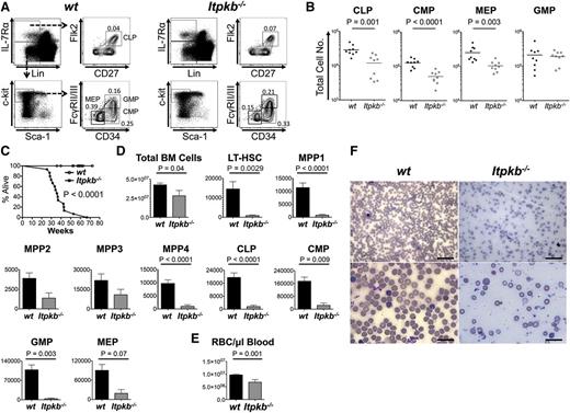 Figure 5. Itpkb−/− mice die prematurely with hematopoietic failure and lethal anemia. (A-B) BM HPC populations in 6- to 11-week-old WT or Itpkb−/− mice. Shown are representative FACS plots (A) and aggregated total numbers (B) from 3 independent experiments. Bars denote means. Statistical significance of genotype differences was determined by unpaired Student t test (n = 9). (C) Survival of WT (open circles) and Itpkb−/− (closed squares) mice was analyzed by Kaplan-Meier plot. Itpkb−/− mice were found dead or euthanized when moribund. WT littermates euthanized as controls for analysis or after exceeding the maximum lifespan of Itpkb−/− mice were censored. Median survival was 36 weeks. P < .0001 (nKO=14, nWT=23) (D-E) Bar graphs of mean ± standard deviation total numbers of BM cells, the indicated LT-HSC, MPP, or HPC populations (D), or (E) red blood cells/μL peripheral blood in age-matched old WT (n = 14, black bars) and Itpkb−/− (n = 4 for BM cell analysis; n = 3 for red blood cell analysis; gray bars) mice at time of euthanasia. Statistical significance of genotype differences was determined by unpaired Student t test. Representative raw data in supplemental Figure 5. (F) Blood smears from WT or Itpkb−/− mice were Wright stained and analyzed on a Nikon Eclipse E400 microscope equipped with ×10 (100 magnification, 0.25 numerical aperture), ×20 (200 magnification, 0.40 numerical aperture), ×50 oil (500 magnification, 0.90 numerical aperture), and ×100 oil (1000 magnification, 1.25 numerical aperture) lenses. Images were acquired on a DS-Fi1 Nikon Digital Sight system, cropped, resized, and tonal range and color balance adjusted using the “auto level” function in Photoshop CS6. All procedures were carried out at room temperature. Scale bars: 50 μm (top), 20 μm (bottom).