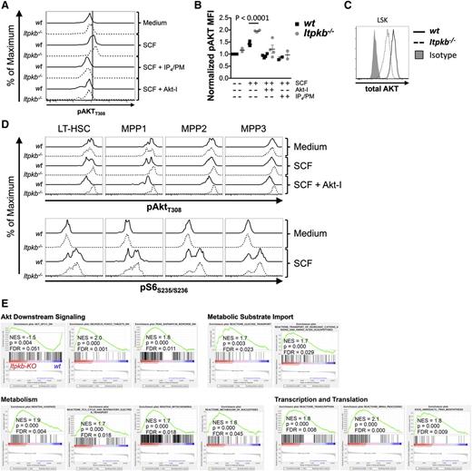 Figure 6. Akt/mTORC1 hyperactivity in Itpkb−/− HSC. (A-B) WT (solid) or Itpkb−/− (hatched) LSK cells were treated in vitro with medium or SCF ± cell-permeable IP4/PM or Akt-inhibitor VIII (Akt-I) and analyzed by FACS for T308-phosphorylated Akt (pAktT308) content. (A) Representative FACS data from 4 independent experiments. (B) pAktT308 median fluorescence intensity (MFI) in WT (black squares) or Itpkb−/− (gray circles) LSK cells, normalized to the MFI of unstimulated WT cells (n = 4). Statistical significance of genotype differences was determined by unpaired Student t test. (C) Total Akt protein content in WT or Itpkb−/− LSK cells. Shaded histogram, isotype control. (D) WT (solid) or Itpkb−/− (hatched) LSK cells treated as in (A) were analyzed for pAktT308 and phospho-ribosomal protein S6 (pS6S235/S236) content in LSK CD34−CD48−CD150+ LT-HSC, and MPP1-3 subpopulations. (E) Itpkb−/− or WT LT-HSC enriched GSEA gene sets associated with Akt/mTOR signaling and metabolic activation were identified as in Figure 3C. Gene set descriptions are shown in supplemental Table 5.
