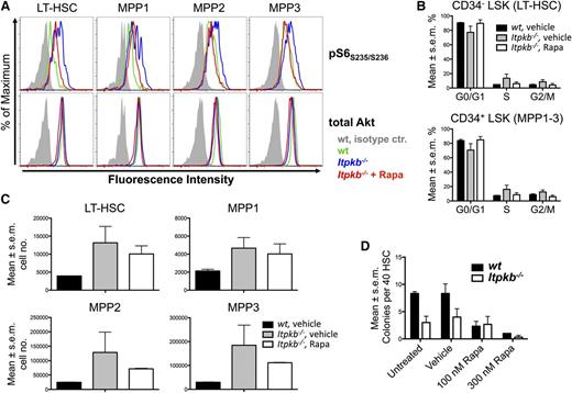 Figure 7. The mTOR hyperactivity contributes to the hyperproliferation of Itpkb−/− HSC. (A-C) Rapamycin (Rapa) injection can reverse the mTOR hyperactivation in, and hyperproliferation of LT-HSC and MPP in Itpkb−/− mice with little effect on LT-HSC and MPP numbers. WT or Itpkb−/− mice were intraperitoneally injected with rapamycin or vehicle every other day for 10 days, followed by FACS analysis of pS6S235/S236 content (A) (n = 2), cell-cycle phase distribution (B) (Hoechst stain, n = 2), and total numbers (C) (n = 2) of LT-HSC and MPP subsets. Total Akt protein content was determined as a loading control. Bar graphs show mean percent of cells per indicated cell-cycle phase (B) or mean cell numbers for the indicated population (C). Error bars denote standard error of the mean. Representative of 2 (A) or 3 (B-C) independent experiments. Representative FACS data for (B) with gates are shown in supplemental Figure 7. In (A), vehicle injected WT and Itpkb−/− mice, and rapamycin-injected Itpkb−/− mice are represented by green, blue, and red open histograms, respectively. Gray solid histograms, isotype controls. In (B-C) these mice are represented by black solid bars, gray solid bars, and open bars, respectively. (D) Itpkb−/− LT-HSC have reduced in vitro CFU activity and reduced sensitivity to rapamycin. Each 40 sorted WT (black solid bars) or Itpkb−/− (open bars) LT-HSC were incubated in separate wells in M3434 methylcellulose media containing the indicated amounts of rapamycin (Rapa), vehicle, or nothing. Shown are mean numbers of colonies per well on day 7 (n = 3). Error bars denote standard error of the mean. Representative of 3 independent experiments.