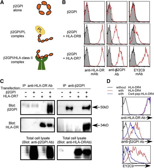 Figure 1. β2GPI complexed with HLA class II molecules is recognized by aPL antibody. (A) Possible conformations of β2GPI. Free β2GPI in serum shows a closed circular conformation, whereas β2GPI associated with phospholipids (PLs) shows a linear conformation. Because cellular misfolded proteins are presented by HLA class II molecules,32 β2GPI with a unique conformation might also be presented by them. (B) β2GPI is displayed on the cell surface in the presence of HLA-DR. β2GPI was transfected into 293T cells together with GFP in the presence or absence of HLA-DR7 or HLA-DR8, and the transfectants were stained with anti-β2GPI, anti-HLA-DR, or aPL antibody (EY2C9) (red line). Antibody (Ab) binding to GFP-expressing cells is shown. Cells transfected with GFP alone were stained as a control (shaded histogram). (C) Direct association of β2GPI with HLA-DR. β2GPI and HLA-DR were cotransfected, and HLA-DR or β2GPI was precipitated. β2GPI and HLA-DR in the precipitates were detected by western blotting. HLA-DR or β2GPI in total cell lysates was also detected. (D) HLA-DR4 containing a covalently attached Cw4 peptide (blue lines) or wild-type HLA-DR4 (red lines) was cotransfected into 293T cells together with β2GPI and GFP. Cells transfected with β2GPI and GFP alone were used as a control (black line). β2GPI expression and aPL antibody binding to GFP-expressing cells were analyzed. Data are representative of at least 3 independent experiments.