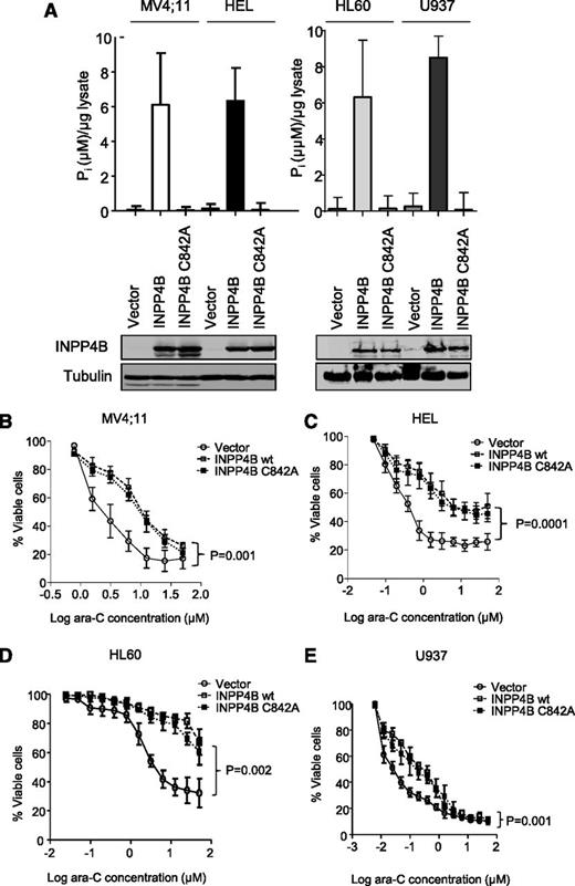 Figure 4. INPP4B overexpression confers resistance to ara-C independent of its phosphoinositide phosphatase function. (A) Ectopic overexpression of wild-type (wt) INPP4B and phosphatase inactive INPP4B C842A in AML cell lines showing expression by western blot (bottom panels) and the concordant phosphatase activity (top panels). Overexpression of both INPP4B and the INPP4B C842A variant resulted in resistance to cytarabine in (B) MV4;11, (C) HEL, (D) HL60, and (E) U937 AML cells compared with vector control. Cells were subjected to drugs for 48 hours, and viability was measured by using flow cytometry. Results represent the mean ± SD of 3 independent experiments. P < .05 for survival curve comparisons between vector control and wild-type INPP4B (as indicated) and INPP4B C842A (not shown).