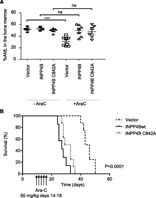 Figure 6. Ectopic overexpression of INPP4B confers resistance to ara-C and reduces OS in vivo. (A) Cohorts of 3 to 8 NSG mice were given 105 MV4;11 cells transduced with wild-type INPP4B, phosphatase inactive INPP4B C842A mutant, or vector control intravenously after irradiation. After confirmation of engraftment on day 14, mice were left untreated (– araC) or treated with ara-C at 75 mg/kg intraperitoneally for 5 days, after which leukemia infiltration in the BM was quantified by flow cytometric assessment of MV4;11 cells expressing the Zsgreen1 reporter protein as well as human CD45 staining of BM cells. (A) BM analysis revealed that MV4;11 cells expressing both INPP4B and INPP4B C842A were resistant to ara-C administration compared with vector control. ***P < .0001; ns, not significant. (B) For survival analysis, cohorts of 7 to 8 NSG mice were engrafted with MV4;11 cells transduced with wild-type INPP4B, phosphatase inactive INPP4B C842A mutant, or vector control and treated with ara-C at 50 mg/kg intraperitoneally for 5 days and monitored until ethical euthanasia according to signs of morbidity. Survival was plotted by using the Kaplan-Meier method. P < .0001 for comparisons between vector control ands wild-type INPP4B (as indicated) and INPP4B C842A (not shown).