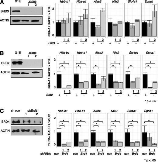 Figure 5. Functions of individual BETs in GATA1-activated transcription. (A-C) Left, Western blots with antibodies against indicated BET proteins. Right, Relative transcript levels following GATA1 activation in cells depleted of (A) BRD3, (B) BRD2, or (C) BRD4. BRD4 reduction was achieved by shRNA-mediated Brd4 knockdown. P-value comparisons are the results of 2-sample t tests.