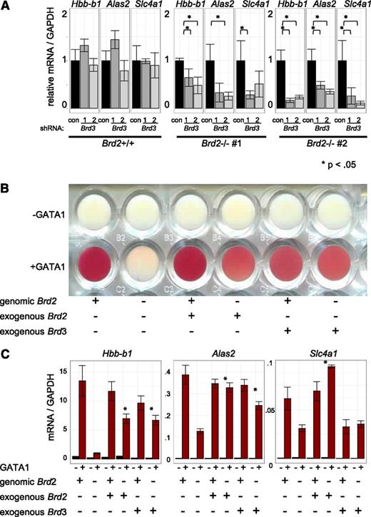 Figure 6. BRD3 function revealed in BRD2-deficient cells. (A) shRNA-mediated Brd3 knockdown in BRD2 replete vs deficient cells. Error bars represent SEM; n = 3. P-value comparisons are the results of 2-sample t tests. (B-C) BRD2 replete and deficient G1E cells in the presence and absence of GATA1 with or without retroviral BRD2 or BRD3 expression. (B) Photograph of cell pellets in wells of a 96-well plate. One representative experiment is shown of 3 with similar results. (C) mRNA levels. Error bars represent SEM; n = 3. *P < .05 that sample expressing exogenous Brd2 or Brd3 has higher mRNA levels than control Brd2-deficient cells.