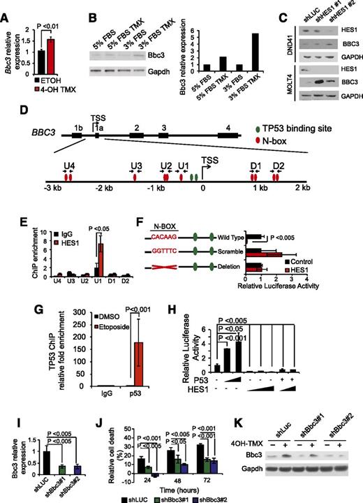 Figure 4. Direct Hes1 downregulation of Bbc3 expression inhibits apoptosis in T-ALL cells. (A) Quantitative RT-PCR of Bbc3 expression in Hes1 conditional knockout T-ALL (ΔE-NOTCH1 Rosa26 Cre-ERT2 Hes1flox/flox) after treatment with vehicle only (ETOH) or tamoxifen (4-OH TMX) in vitro. (B) Western blot analysis of Bbc3 expression in Hes1 conditional knockout leukemia cells and on tamoxifen-induced Hes1 deletion. Bar graph indicates the corresponding quantification of protein expression. (C) Western blot analysis of BBC3 expression DND41 and MOLT4 cells on HES1 shRNA knockdown. (D) Schematic representation of the BBC3 locus indicating the potential HES1 N-box and TP53 binding sites. (E) Relative enrichment of the BBC3 promoter sequences in control (immunoglobulin G) and HES1 ChIPs from CUTLL1 T-ALL cells. (F) Luciferase reporter activity in HEK 293T cells of a BBC3 promoter construct (Wild Type), a BBC3 promoter containing a scramble sequence in the N-box bound by HES1 (Scramble), and a BBC3 promoter with the deletion of the N-box bound by HES1 (Deletion). (G) Relative enrichment of the BBC3 promoter sequences in control (immunoglobulin G) and TP53 ChIPs from TP53 competent MOLT4 T-ALL cells in basal conditions and on etoposide-induced DNA damage. (H) Luciferase reporter activity of the BBC3 wild-type reporter construct in response to increasing doses of TP53, increasing doses of HES1, and the combination of TP53 and HES1. (I) Quantitative RT-PCR analysis of Bbc3 expression in Hes1 conditional knockout T-ALL (ΔE-NOTCH1 Rosa26 Cre-ERT2 Hes1flox/flox) cells infected with lentiviruses expressing a control shRNA (shLUC) and 2 independent shRNAs targeting Bbc3 (shBbc3 1 and shBbc3 2). (J) Quantization of cell death induced by Hes1 deletion in control (shLUC) and Bbc3 knockdown (shBbc3) in Hes1 conditional knockout T-ALL cells treated with 4-OH tamoxifen. (K) Western blot analysis of Bbc3 knockdown in Hes1 conditional knockout leukemia cells grown in low-serum conditions (3% fetal bovine serum) and on tamoxifen-induced Hes1 deletion. Bar graphs indicate mean values of triplicate measurements; error bars represent standard deviation.