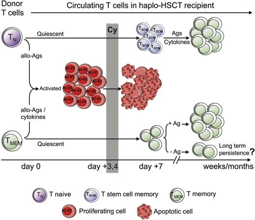 Figure 7. Proposed model of the cellular mechanisms leading to T-cell reconstitution following haplo-HSCT and pt-Cy. Naive (TN) and memory T cells (TMEM) are infused in the recipient with the BM. Allogeneic antigens (allo-Ags), as well as inflammatory/homeostatic cytokines, the availability of which increases after chemotherapy, induce T-cell activation. Proliferating (HLA-DR+, Ki-67+) T cells uniformly acquire an effector phenotype, irrespective of their original differentiation status, and are preferentially depleted by Cy, given at day 3 and 4 after HSCT. T stem cell memory (TSCM) is the dominant peripheral T-cell subset at day 7, likely originating from TN that survived Cy. In the following weeks, naive-derived TSCM generate memory cells in response to exogenous antigens and, presumably, homeostatic cytokines. Adoptively transferred TMEM, which have survived Cy, expand to detectable levels in the circulation only in the presence of the cognate antigen. Whether T-cell memory can persist in the haplo-HSCT individual in the absence of the cognate antigen is currently unknown.
