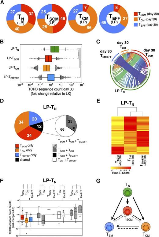 Figure 5. In vivo fate mapping by TCR clonotyping uncovers the differentiation landscapes of TN after transplant. (A) Graphic representation of the distribution within day 30 memory T-cell subsets of the TCRB sequences harbored by a given T-cell subset from LP. Numbers in donut graphs indicate the average percentages, from the 3 patients analyzed, of TCRB sequences retrieved in the indicated memory subsets 30 days after HSCT. (B) Quantification of the expansion ability of single-cell progenies of T lymphocytes with a given phenotype within LP, independent of the memory T-cell subset in which they were retrieved at day 30 post-HSCT. Expansion is measured as fold change of TCRB sequence count at day 30 relative to LP from a representative patient (UPN#12). (C) Circos plot16 graphically summarizes the distribution of TCRB sequences originally harbored by LP-TN in a representative patient (UPN#12) of the 3 analyzed. LP-TN sequences are depicted in the bottom part of the circle, identified by the green band. From each LP-TN-derived TCRB sequence departs a ribbon connecting it to 1 or more memory subsets at day 30 post-HSCT. Each day 30 memory subset is denoted by a colored band (red for TSCM, orange for TCM, and blue for TEM/EFF). Ribbon thickness is proportional to the TCRB sequence count of the given clonotype at day 30 post-HSCT. (D) Left pie chart shows the distribution at day 30 after transplant of the TCRB sequences originally harbored by LP-TN. Numbers in the pie indicate the average percentages from the 3 patients analyzed; right chart zooms on the fraction of clonotypes that were found shared among 2 or more subsets at day 30 post-HSCT and depicts the mean distribution of all combinations retrieved. (E) Spearman correlation heat map representing the contribution of individual LP-TN-derived clonotypes (row) to the repertoire of TSCM, TCM, and TEM/EFF subsets at day 30 post-HSCT (columns). The analysis is performed to LP-TN TCRB sequences that are shared by at least 2 memory T-cell subsets at day 30 post-HSCT. (F) Box plots quantify the expansion, measured as count fold change relative to LP, of LP-TN TCRB sequences that were retrieved in memory T-cell subsets at day 30 post-HSCT. (G) Model scheme of a proposed branched diversification pathway from TN to TSCM, TCM, and TEM/EFF subsets on in vivo transfer after HSCT.