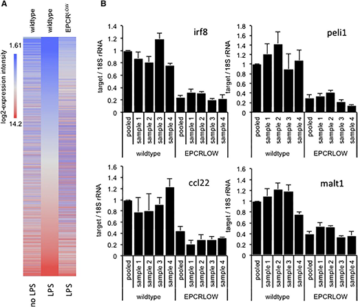 Figure 1. Diminished LPS responses in spleen CD11c cells isolated from EPCR-deficient mice. Total RNA was prepared from FACS-enriched spleen CD11c cells of unchallenged or LPS-treated wild-type mice and from EPCRLOW mice and analyzed by array hybridization of pooled RNA samples or by RT-PCR analysis of selected genes in samples from individual animals. (A) Heat map depicts the hybridization intensity of labeled complementary RNA prepared from pooled RNA samples to 44 105 gene probes of the Affymetrix mouse 430 2.0 genome array. Genes are arranged according to their expression level in LPS-treated wild-type mice (middle panel). EPCR deficiency was associated with a global suppression of the LPS response. (B) RT-PCR quantitation of Irf8, Peli1, Ccl22, and Malt1 mRNA relative to 18S ribosomal RNA (rRNA) in spleen CD11c cells of individual mice and in the pooled sample employed for array hybridization. Data represent the average ± standard deviation of 3 measurements in each sample, with the level in wild-type mice arbitrarily set to “1.”