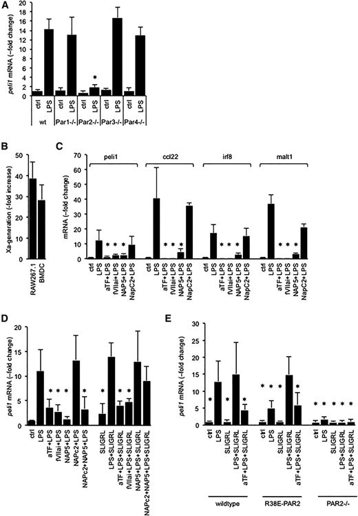 Figure 3. Biomarker induction by LPS is due to PAR2 activation by the TF-VIIa-Xa complex. (A) Peli1 mRNA abundance relative to 18S rRNA in LPS-treated BMDCs prepared from wild-type (wt) mice and mice lacking the indicated PAR. Data are expressed as the fold increase over baseline levels in wild-type cells and represent the average ± standard deviation of 4 culture experiments with triplicate measurements per sample. *P < .01 for LPS-treated samples in comparison with wild-type cells via Student t test. Corresponding data for Irf8, Ccl22, and Malt1 are shown in supplemental Figure 3. (B) Tissue factor activity in BMDC and RAW cells was measured via the rate of FXa generation in a 2-stage amidolytic assay for FXa activity at baseline and after 3 hours of exposure to LPS. Data are expressed as the fold increase over baseline levels (no LPS) corrected for background activity (no FVII) and represent the average ± standard deviation of 6 independent experiments. (C-D) RAW cells or wild-type BMDCs were incubated for 3 hours with LPS (100 ng/mL), the indicated reagents (α-TF: anti-murine tissue factor antibody: 5 μg/mL; active-site blocked FVIIai, Nap5, NapC2: 500 nM; SLIGRL: 20 μM), and biomarker mRNA relative to 18S rRNA was quantitated by PCR. Data are expressed as the fold increase over no-LPS controls and represent the average ± standard deviation from 4 independent experiments. *P < .05 by comparison with cells treated with LPS alone (Student 2-tailed t test). (E) Peli1 mRNA regulation by LPS in BMDCs prepared from wild-type mice, a knock-in mouse strain expressing the cleavage resistant R38E-PAR2 variant, and PAR2-knockout mice (PAR2−/−). Data are the average ± standard deviation from 3 independent experiments. *P < .05 by Student 2-tailed t test as compared with LPS-treated wild-type cells.