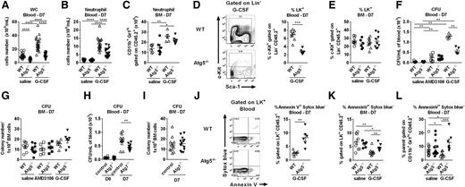 Figure 2. Autophagy is required for G-CSF responsiveness in vivo. (A) Total white cell (WC) and (B) neutrophil counts in the PB and (C) BM neutrophil counts after 6 days’ G-CSF or saline. (D) Representative flow cytometry plots from the PB of WT or Atg5−/− FLC after G-CSF. Progenitors are enriched in linnegc-Kit+ (LK+) populations. Quantification of mobilized LK+ after G-CSF in the PB and (E) BM. (F) CFU in the PB (CFU/mL of blood) and (G) BM (CFU/1 × 104 BM cells) of Atg5−/− or WT chimeras after 6 days of G-CSF or 1 dose of AMD3100 analyzed 1 hour after injection (n = 5-11, 2-3 experiments). (H) CFU in the PB (CFU/mL of blood) and (I) BM (CFU/1 × 104 BM cells) of LysMCre:Atg7fl/fl or controls after 6 days of G-CSF (n = 11-12, 3 experiments). (J) Representative plots of Annexin V and Sytox blue gated on LK+ cells from blood of WT and Atg5−/− chimeras at D7 after G-CSF treatment. Percentage of Annexin V+ Sytox blue− of blood LK+ cells (n = 6-8, 2 experiments). (K) Percentage of Annexin V+ Sytox blue− cells within BM LK+ population after G-CSF treatment (n = 6-9, 3 experiments). (L) Percentage of Annexin V+ Sytox blue− of blood neutrophil (CD11b+Gr1hiCD45.2+) at D7 after G-CSF treatment (n = 7-12, 3 experiments). A Mann-Whitney U test was performed for statistical analyses (*P < .05, **P < .01, ***P < .001, ****P < .0001). For all experiments, data are expressed as mean ± SEM. (Each dot corresponds to an individual mouse.) D7, day 7.