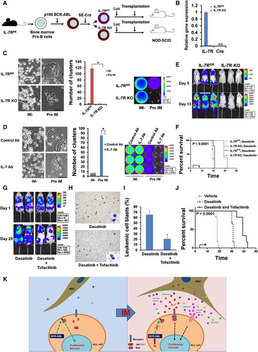 Figure 2. Inhibition of IL-7R/JAK signaling diminishes IM resistance of BCR-ABL+ ALL cells. (A) Schematic presentation of the generation of IL-7R–deficient ALL cells. (B) Relative IL-7R and Cre-recombinase gene expression in IL-7R KO ALL cells compared with that in IL-7Rfl/fl ALL cells. Note that Cre is undetectable in KO cells owing to the use of self-excising Cre. (C) Microscopic visualization of IL-7Rfl/fl and IL-7R–deficient ALL cell clusters 24 hours after seeding of leukemic cells onto OP9 cells pretreated with the vehicle (IM−) or IM for 4 days (left). Quantification of the ALL cell clusters (middle). Representative bioluminescence images of IL-7Rfl/fl and IL-7R–deficient (IL-7R KO) ALL cells 24 hours after seeding onto the vehicle-pretreated (IM−) or IM-pretreated OP9 cells (right). (D) Microscopic visualization of IL-7Rfl/fl ALL cell clusters after treatment with control IgG or IL-7–neutralizing antibody for 48 hours. OP9 cells had been treated with the vehicle (IM−) or IM for 4 days before the leukemic cells were seeded and antibodies (6 µg/ml) were added (left). Quantification of the ALL cell clusters (middle). Bioluminescence images of IL-7Rfl/fl ALL cells cultured with vehicle- (IM−) or IM-pretreated OP9 cells and treated with control IgG or IL-7 neutralizing antibody for 48 hours (right). (E) Bioluminescence imaging of non-irradiated NOD-SCID mice transplanted with IL-7Rfl/fl or IL-7R–deficient ALL cells (4 million cells per mouse) and treated with dasatinib from day 2 to day 8 posttransplantation. Images from day 5 and day 13 are shown (n = 5 per group). (F) Kaplan-Meier survival analysis of leukemic mice transplanted with IL-7Rfl/fl or IL-7R–deficient ALL cells and treated with vehicle (n = 3) or dasatinib (n = 5). The arrows indicate 7-day treatment from day 2 to day 8 posttransplantation. P values were determined by log-rank test. (G) Bioluminescence imaging of non-irradiated NOD-SCID mice transplanted with ALL cells (3 million cells per mouse) and treated with dasatinib alone or in combination with tofacitinib from posttransplantation day 4 onwards. Images from day 1 and day 29 are shown (n = 6 per group). Note that combinatorial treatment with dasatinib and tofacitinib markedly reduced BCR-ABL+ ALL progression. (H) Morphology of peripheral blood smears from leukemic mice at day 30 posttransplantation. Note that there are fewer leukemic blasts in the mice with combinatorial treatment than in the mice with dasatinib treatment alone. Insets, magnified view of blasts. (I) Percentage of leukemic cell blasts in total white blood cells from the peripheral blood smears in (H). (J) Kaplan-Meier survival analysis of leukemic mice treated with vehicle or dasatinib or with the combination of dasatinib and tofacitinib. Arrow indicates the beginning of the treatment at 4 days posttransplantation. P values were determined by log-rank test. (K) Schematic illustration of IM-induced alterations in MSCs and MSC-mediated IM resistance of leukemic cells. In the absence of IM, the growth of BCR-ABL+ ALL cells is driven by BCR-ABL signaling and does not require support from MSCs. In the presence of IM, MSCs undergo morphologic and functional changes and produce a multitude of supporting molecules, including IL-7, thus activating IL-7R/JAK and other growth factor signaling pathways in ALL cells, whereas BCR-ABL signaling is blocked by IM. As a result, growth of the BCR-ABL+ ALL cells switches from being dependent on BCR-ABL signaling to being dependent on growth factor signaling. Note that JAK1 and JAK3, but not JAK2, are likely involved in the IL-7/IL-7R pathway. Scale bars, 50 µm. Data are shown as the mean ± SEM. *P < .05 by Student t test. ND, not detectable.