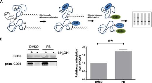 Figure 3. CD95 is depalmitoylated by APTs. Principle of ABE assays according to Wan et al28 (A). Palmitoylation of CD95 was analyzed by ABE assays. Therefore, CD95 of primary CLL cells was immunoprecipitated. Inhibition of depalmitoylation by PB significantly increased palmitoylation levels of CD95 (n = 3) (B).