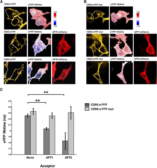 Figure 4. CD95 and APTs interact at the plasma membrane. FLIM-FRET experiments of CD95 with APT1 and APT2 demonstrate that CD95 directly interacts with both proteins (A). The interaction is dependent on the palmitoylation of cysteine 199 (B). Lifetime of the donor (CD95-eYFP) at the plasma membrane and in the cytoplasm is significantly reduced after incubation with the acceptor (APT1- or APT2-mCherry) (C). Means are given with their SEM. The statistical significance was determined using the Student t test. *P < .05, **P < .01, or ***P < .001 were considered significant.