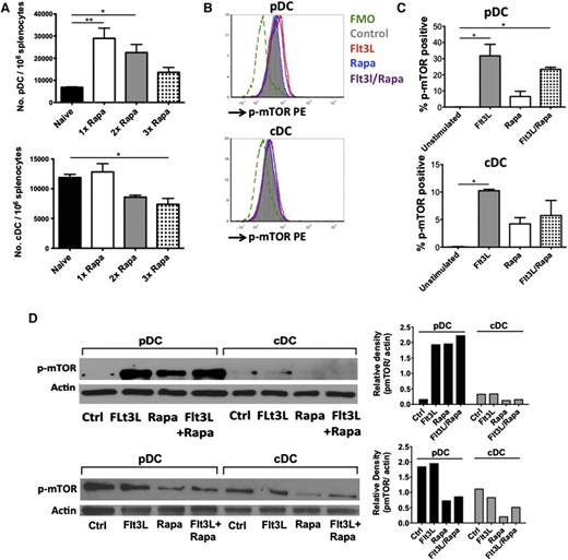 Figure 6. Flt3 receptor expression and mTOR signaling in pDC and cDC subsets. (A) Effect of increasing rapamycin dose on pDC and cDC numbers. DO11.10-tg x Rag-2−/− BALB/c mice (n = 4 per group) were treated three times per week for 3 weeks IP with Flt3L/OVA323-339/increasing doses of rapamycin: 4 mg/kg (1× rapa), 8 mg/kg (2× rapa) and 16 mg/kg (3× rapa). Total numbers of pDCs and cDCs were enumerated and statistical differences compared by 1-way ANOVA with Dunnett’s multiple comparison posttest using naïve animals as the control group, against which all other treatment groups were tested. (B) Histogram overlays showing differential p-mTORSer2448 expression in splenic pDCs and cDCs of naïve DO11.10-tg x Rag-2−/− BALB/c mice on in vitro incubation for 60 minutes with Flt3L (red histogram), rapamycin (blue histogram), or a combination of Flt3L/rapamycin (purple histogram). Shown is 1 representative of 2 independent experiments. (C) Graphical representation of p-mTORSer2448 expression in pDC and cDC populations from panel B. Data show showing percent positive cells for each treatment, with histogram subtraction applied against the control group, which represents unstimulated cells. Histogram subtraction was applied using FCS express 4.0 software. The graphs represent data from 2 independent experiments. One-way ANOVA with Tukey’s multiple comparison test was used to calculate significance. (D) Representative western blot images of splenic pDCs and cDCs probed for p-mTORSer2448 (upper) and actin (lower). Flow-sorted pDCs and cDCs from spleens of naïve, non-pretreated DO11.10-tg x Rag-2−/− mice (top) or mice that received repeated Flt3L injections for 10 days (bottom), were serum starved for 2 hours and treated for 60 minutes with 2 μg/mL Flt3l, 100 nM rapamycin, or a combination of Flt3L/rapamycin. Images for pmTORSer2448 and β-actin were analyzed by the ImageJ densitometric software. Normalized relative density of pmTOR to β-actin is represented for both sets of western blot images.