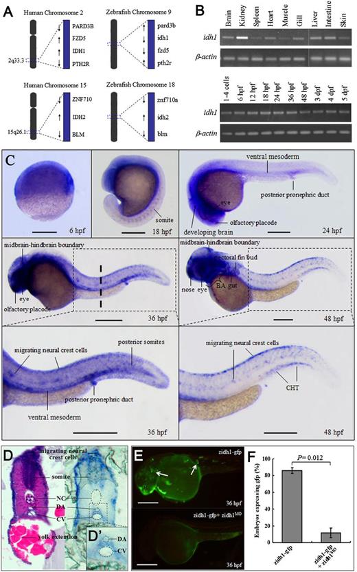 Figure 1. Spatiotemporal expression of zidh1 during zebrafish development. (A) The genomic loci surrounding human IDH1/2 in chromosomes 2q33 and 15q26.1 are syntenic with the regions of zidh1/2 in chromosomes 9 and 18. (B) Semi-qRT-PCR of zidh1 in different adult tissues (brain, kidney, spleen, heart, muscle, gill, liver, intestine, and skin) and at different embryonic stages normalized to β-actin. (C) Spatial expression of zidh1. Representative figures from at least 3 separate experiments containing more than 10 embryos per experiment are shown. Lateral view, anterior to the left, dorsal upwards. Dashed line indicates the level of the histological section in panel D. (D) Paraffin section at 36 hpf showing zidh1 expression around the ventral wall of the DA region (inset D′). (E) Mosaic fluorescent pattern (arrows) in embryos injected with linearized zidh1-gfp plasmid at 1-cell stage are almost completely abolished (lower panel) by zidh1MO coinjection. (F) The percentages of embryos expressing gfp with or without zidh1MO coinjection are enumerated. NC, notochord; CV, caudal vein. BA, brachial arches; CHT, caudal hematopoietic tissue. These data were performed in 3 independent experiments. Scale bars represent 250 μm.