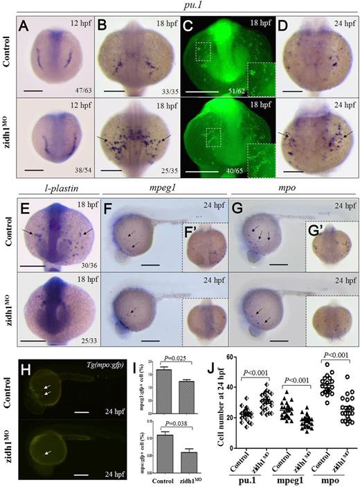 Figure 2. zidh1 knockdown perturbed myeloid development. Expression of pu.1 mRNA (A,B,D) and protein (C) in control and zidh1MO embryos at 12, 18, or 24 hpf. (C) Higher magnification of the yolk sac is shown in the insets. The numbers of embryos with the typical pu.1 immunostaining out of the total number of embryos evaluated are shown. mRNA expression of l-plastin (E), mpeg1 (F,F′), and mpo (G,G′) at 18 or 24 hpf. (H) Fluorescent microscopy of Tg(mpo:gfp) at 24 hpf showing decreased gfp+ cells after zidh1 knockdown. (I) Percentage of mpeg1:gfp+ and mpo:gfp+ cells in dissociated control and zidh1MO embryos at 24 hpf by flow cytometry (3 independent experiments, representative results are shown in supplemental Figure 3). (J) The cell numbers of pu.1, mpeg1, and mpo positive cells at 24 hpf were counted; each symbol represents the cell number in 1 embryo. Scale bars represent 250 μm.