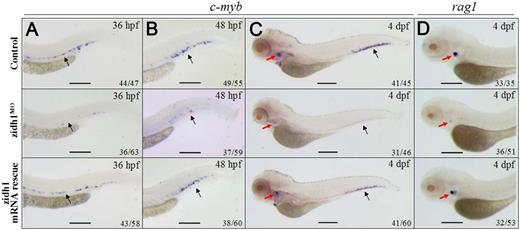 Figure 3. zidh1 knockdown perturbed definitive hematopoiesis. Expression of c-myb in control (upper panel), zidh1MO embryos with (lower panel), or without (middle panel) zidh1 mRNA rescue at the ventral wall of the DA (black arrows) at 36 hpf (A) and at the caudal hematopoietic tissues (black arrows) at 48 hpf (B) and 4 dpf (C). The red arrows in panel C indicate c-myb expression in the thymus. (D) Expression of rag1 (red arrows) in control (upper panel), zidh1MO embryos with (lower panel), or without (middle panel) zidh1 mRNA rescue at 4 dpf. These data were performed in 3 independent experiments. Scale bars represent 250 μm.