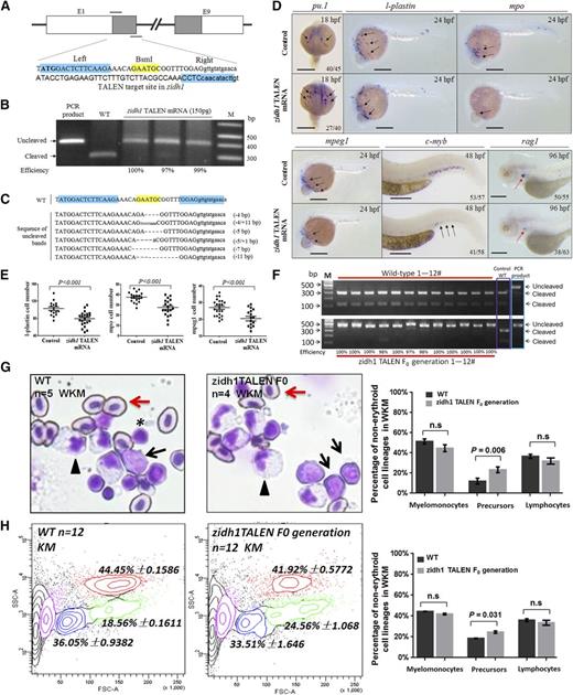 Figure 4. Targeted mutation of zidh1 using TALENs recapitulated the hematopoietic defects of zidh1MO. (A) Target site of zidh1 by TALEN. The binding sequence for the TALEN pair were highlighted in cyan (indicated by “left” and “right”) and the BsmI site in yellow. The start codon of zidh1 was bold. E, exon. (B) BsmI digestion of PCR products from pooled genomic DNA of 5 embryos injected with zidh1 TALEN mRNAs in 3 experiments. The cleaved and uncleaved PCR products are indicated. M, marker; WT, wild-type. (C) Representative sequences of uncleaved PCR products. (D) Expression of pu.1 at 18 hpf, l-plastin, mpo, and mpeg1 at 24 hpf; c-myb at 48 hpf; and rag1 at 96 hpf in control and zidh1 TALEN mRNA-injected embryos. (E) The numbers of l-plastin–, mpo-, and mpeg1-positive cells per embryos were counted and are expressed as mean ± standard error of the mean. The numbers in each panel indicates the number of embryos with representative phenotype out of the total number of embryos evaluated. Bars represent 250 μm. (F) Genotyping of 12 zidh1 TALEN and wild-type fish at 3 months old, showing near 100% knockout efficiency based on Bsml digestion of PCR products. The uncleaved (TALENed) and cleaved PCR products are shown. (G, left and middle) May-Grunwald/Giemsa staining of the KM showing hematopoietic cells of different morphologic lineage. Arrowheads, myelomonocytes; asterisks, lymphocytes; black arrows, precursor cells; red arrows, erythrocytes. Original magnification, ×400. (G, right) Mean percentage of nonerythroid cells in the KM, showing statistically significant increase in precursor cell population (5 wild-type and 4 zidh1 TALEN F0 fish were examined). (H, left and middle) Contour plot showing the myelomonocytic (red), precursor (green), lymphocytic (blue), and erythroid lineages (purple). (H, right) The histogram shows the average results of 12 wild-type and TALEN F0 adult fish. n.s., not significant.