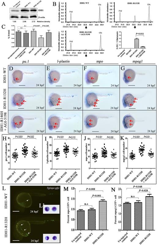 Figure 5. Effects of human IDH1-R132H overexpression. (A) IDH1 protein expression in uninjected and IDH1-WT– or IDH1-R132H–injected embryos at 24 hpf. The numbers indicate the relative band intensity as quantified by Image J software and normalized to levels of β-actin. (B) Representative gas chromatographs from IDH1-WT– or IDH1-R132H–injected embryos with or without AGI-5198 treatment. The spikes represent the MTBSTFA-derivatized intracellular metabolites eluting between 31.0 and 34.0 minutes, including aspartate (Asp), 2-HG, and glutamate (Glu). Black arrows indicate the expected elution time of 32.6 minutes for MTBSTFA-derivatized 2-HG. Metabolite abundance refers to GC-MS signal intensity. Quantitation of 2-HG signal intensities relative to the intrasample glutamate signals of 3 different experiments was shown. (C) 5-hydroxymethylcytotsine (5-hmC) was reduced upon IDH-R132H expression. Expression of early myeloid progenitor marker pu.1 (D), and late myelomonocytic differentiation markers l-plastin (E), mpo (F), and mpeg1 (G) at 24 hpf in embryos injected with complementary DNA encoding IDH1-WT, or IDH1-R132H, with or without AGI-5198 (10 μM) treatment starting from bud stage. The red arrows indicate myeloid cells on the yolk sac. (H-K) The cell numbers of pu.1 (H), l-plastin– (I), mpo- (J), and mpeg1- (K) positive cells per embryos. (L) Fluorescent microscopy of Tg(mpo:gfp) embryos at 24 hpf showing increased gfp+ cells in embryos injected with IDH1-R132H compared with IDH1-WT. The inset (L′) showed the morphology of gfp+ cells in dissociated Tg(mpo:gfp) embryos at 36 hpf. (M,N) Percentage of mpeg1:GFP+ and mpo:gfp+ cells in uninjected control–, IDH1-WT–, and IDH1-R132H–injected embryos at 24 hpf as enumerated by flow cytometry (representative results are shown in supplemental Figure 11) in 3 different experiments. n.s., not significant. Bars represent 250 μm and ×600 magnification in panel (L′).