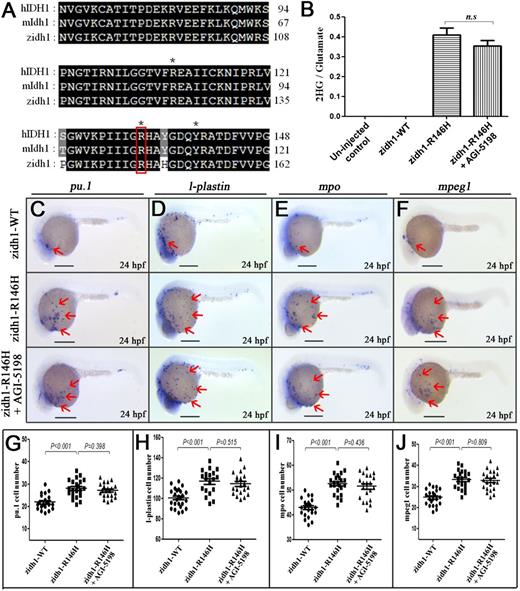 Figure 6. Overexpression of zidh1-R146H mutation-induced expansion of myeloid compartments. (A) Amino acid sequence alignment of IDH1 protein among human (h), mouse (m), and zebrafish (z), containing the cancer-associated residue R, which are marked by red box. *Residues involved in isocitrate binding. (B) Quantitation of 2-HG signal intensities relative to the glutamate signals of the same samples from 3 experiments. n.s., not significant. (C-F) Expression of pu.1 (C), l-plastin (D), mpo (E), and mpeg1 (F) in zidh1-WT-egfp– and zidh1-R146H-egfp–injected embryos at 24 hpf; the latter was treated with AGI-5198 (10 μM). The red arrows indicate myeloid cells on the yolk sac. The numbers of pu.1 (G), l-plastin (H), mpo (I), and mpeg1 (J) positive cells per embryos were manually counted. Scale bars represent 250 μm.