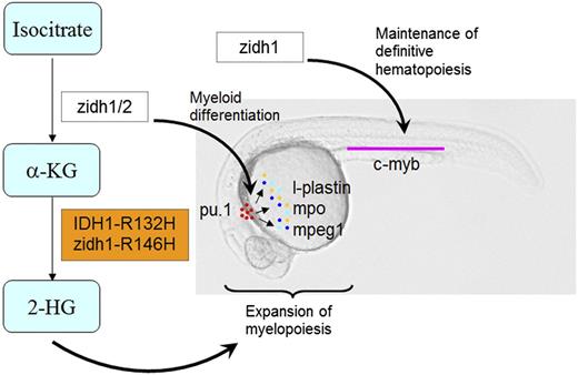 Figure 7. A diagrammatic presentation of the roles of zidh1/2 and IDH1-R132H mutation in primitive myelopoiesis and definitive hematopoiesis during zebrafish embryonic development. zidh1 and zidh2 played redundant roles in regulating myeloid differentiation, whereas zidh1 but not zidh2 also played a role in the maintenance of definitive hematopoiesis. Human IDH1-R132H and zebrafish idh1-R146H resulted in an increased 2-HG that induced expansion of primitive myelopoiesis.