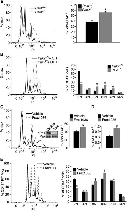 Figure 4. Pak2 is a negative regulator of megakaryocyte endomitosis. (A) Megakaryocyte DNA content in wild-type and Pak2−/− mouse bone marrow, 14 DPI, was measured in CD41+ bone marrow cells by flow cytometry. Line indicates location of 8N+ cells (n > 10; mean ± SEM; *P < .05). (B) Megakaryocyte DNA content in wild-type and Pak2−/− in vitro-derived megakaryocytes. Bone marrow cultured for 5 days with TPO and 500 nM 4-hydroxytamoxifen to activate Cag-Cre-ERT2;Pak2fl/fl transgene (n > 4, mean ± SEM; *P < .05). (C) Megakaryocyte DNA content in vehicle and Frax1036-treated mice. Mice were dosed with Frax1036 via oral gavage daily for 21 days. Frax1036 (Frax) ablates Pak1/2/3 Serine 141 phosphorylation (pPak) in the bone marrow relative to total Pak1/2/3 (Pak) (WB inset). Percentage greater than 8N DNA content, mean ± SEM; *P<.05. (D) Percentage of CD41+ bone marrow cells with Frax1036 treatment. Four mice/genotype, mean ± SEM; P < .001. (E) Bone marrow-derived megakaryocytes cultured with 0.5 μM Frax1036 for 5 days; n > 5 mice. 8N and 16N populations significantly increased in Frax1036-treated bone marrow (P < .008 and P < .003, respectively).