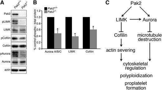Figure 7. Altered phosphorylation of cytoskeleton regulatory proteins in Pak2-null megakaryocytes. (A) Western blot analysis of phosphorylation levels of cytoskeletal regulatory proteins LIMK, cofilin, and Aurora A/B/C in in vitro-deleted bone marrow-derived megakaryocytes (CAG-Cre-ERT2+; Pak2f/f). Equal quantities of total cellular protein were loaded and phospho-protein content was detected with phospho-specific antibodies (pLIMK, pCofilin, and pAurora) and total protein antibodies. Actin served as a control for equal loading. Blots are representative of at least 4 independent experiments. (B) Band densities quantified as a ratio of phospho:total protein and calculated as percentage of control. Densitometry was quantified with Fiji-Image J Software (National Institutes of Health). *P < .01. (C) Model depicting Pak2 regulation of megakaryocyte polyploidization and proplatelet formation through control of actin and microtubule networks.