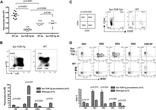 Figure 4. Preleukemic Sur-TCR-Tg mice demonstrate perturbed thymopoiesis, with increased cycling of DN2 and DN3 thymocytes and expansion of the DN4 and CD8 SP subsets. (A) Preleukemic 6 weeks (6w) Sur-TCR-Tg mice have abnormally small thymi, but thymic size significantly increases by 4 months of age. Absolute thymocytes counts in Sur-TCR-Tg mice and WT mice at 6 weeks and 4 months of age are shown. Each shape represents 1 individual mouse. Experiment was conducted 3 times with similar results. (B) Thymocyte subset analyses as revealed via flow cytometry in preleukemic 6w Sur-TCR-Tg mice vs age-matched WT mice. Sur-TCR-Tg mice have increased frequencies (top) and absolute numbers (bottom) of CD4–CD8– thymocytes and CD8+CD4− SP thymocytes compared with WT mice, in contrast to diminished numbers of CD4+CD8+ double-positive and CD8−CD4+ SP thymocytes. This experiment was conducted >3 times with similar results. (C) Using CD44 and CD25 to stratify the DN thymocyte subset, 6w Sur-TCR-Tg mice show a selective increase in the frequency of the DN4 subset, whereas other subsets are reduced compared with WT mice. This experiments was conducted 3 times with similar results. (D) BrdU incorporation demonstrates increased cycling of the DN2 (CD25+CD44+), DN3 (CD25+CD44−), and CD8+CD4− subsets in preleukemic Sur-TCR-Tg mice compared with WT controls. BrdU was injected intraperitoneally (IP) to 6w Sur-TCR-Tg and control mice. Eighteen hours later, thymi were harvested and BrdU incorporation was analyzed using flow cytometry. Fluorescence-activated cell sorter (FACS) plots from 1 representative Sur-TCR-Tg are shown (top) as well as summative data from 7 mice (bottom). This experiment was performed twice with similar results.