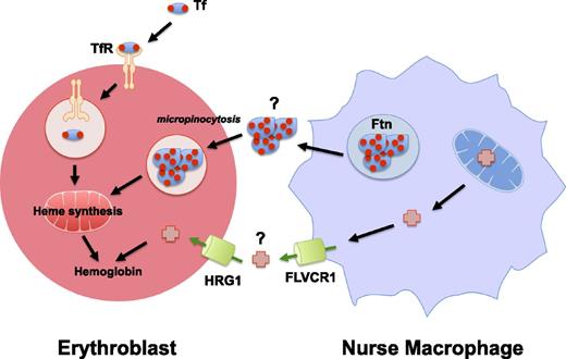 Figure 1. Pathways for delivery of iron and heme iron to developing erythroblasts. Transferrin (Tf) is the major source of iron (red circles) as it emerges from the plasma to bind transferrin receptors (TfRs), becomes internalized, and releases iron into acidic vesicles. Central nurse macrophages found in erythroblastic islands may deliver iron to developing erythroid cells, and secreted ferritin (Ftn) has been observed in the space between nurse macrophages and erythroblasts. Because both developing erythroid cells and macrophages express plasma membrane heme transporters such as Hrg1 and Flvcr1, it is possible that heme (red crosses) itself is transferred to developing red blood cells.