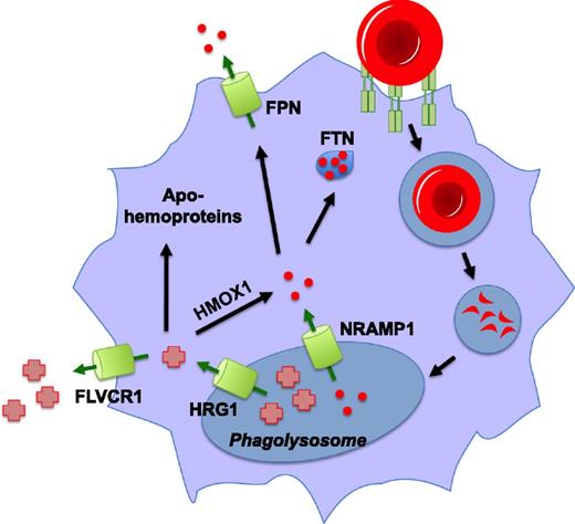 Figure 2. Pathways for heme and iron recycling during erythrophagocytosis. Senescent red blood cells are recognized by macrophages of the reticuloendothelial system and subsequently internalized and degraded. Iron (red circles) is released from hemoglobin in the phagolysosome by an unknown mechanism, imported into the cytosol via Nramp1, and is either stored in ferritin (FTN) or is exported from the cell by ferroportin (FPN). Heme in the phagolysosome is transported into the cytosol by HRG1, where it can be degraded by HMOX1 for storage or exported as iron. This heme may also be effluxed from the cell by the heme exporter, FLVCR1, and there is some evidence that it can be inserted in toto into apohemoproteins within the macrophage.