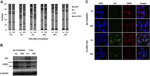 Figure 4. Inhibition of DNA damage–induced cell-cycle arrest and p53 activation after knockdown of CXXC5 in OCI-AML3 cells. Cells were stably infected with lentiviral CXXC5 shRNA (shR) or scrambled control (co) and irradiated with 4 Gy. (A) Reduced and delayed G1 and G2 arrest after irradiation compared with controls. A representative figure is shown. Numbers in bars correspond to percentages of cells. (B) Decreased upregulation of p53 protein 4 hours after irradiation compared with control as determined by Western blot. A representative blot is shown. The 2 bands for CXXC5 correspond to the 24-kDa and 33-kDa isoforms. (C) Decreased upregulation and nuclear localization of p53 protein 4 hours after irradiation compared with control in confocal microscopy. Representative images are shown. Original magnification ×60 for all images.