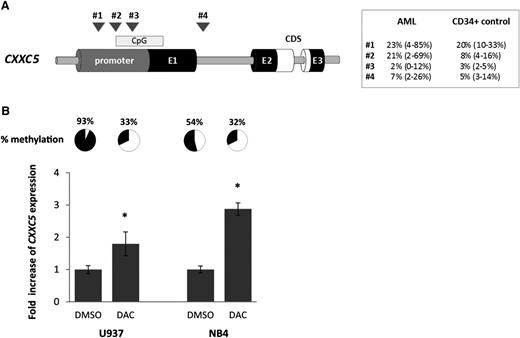 Figure 5. Epigenetic regulation of CXXC5. (A) Schematic figure of methylation analysis by pyrosequencing within the CXXC5 gene and median methylation values (with range) for AML samples (n = 46) and healthy controls (normal BM CD34+ cells, n = 6). CDS, coding region; CpG, CpG island; E1-3, 3 CXXC5 exons. Four different regions in the CXXC5 promoter (#1-3) and intron 1 (#4) were analyzed: (#1) −1343 to −1213 (2 CpGs); (#2) −914 to −741 (3 CpGs); (#3) −749 to −593 (5 CpGs); (#4) +1955 to +2179 (4 CpGs). The previous study of Treppendahl et al17 investigated a site further upstream in the CXXC5 promoter (−20 440 to −20 330, personal communication Marianne Treppendahl, Department of Hematology, Rigshospitalet Copenhagen, Denmark). Methylation of region #2 was significantly higher in AML than in healthy controls (P = .04); methylation of region #3 was significantly lower (P = .001). No difference between AML and controls was observed in the other 2 regions. P values were calculated by the Mann-Whitney U test. (B) Upregulation of CXXC5 after demethylation of region #2. U937 and NB4 cells were treated with 5-Aza-2′-deoxycytidine (DAC) for 96 hours and CXXC5 expression was determined by RT-qPCR. Values are normalized to dimethyl sulfoxide control. Mean values of 2 independent experiments with standard deviations are shown (*P ≤ .05 by the Mann-Whitney U test). Demethylation of region #2 was confirmed by pyrosequencing and mean methylation percentages of 2 independent experiments are shown.