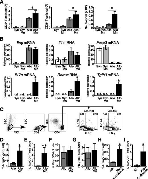 Figure 3. Mn administration increases infiltration of Th17 cells in the lung. BMT were performed as shown in Figure 1A. (A) Numbers of donor CD4+ T cells, CD8+ T cells, and CD11b+Ly6G+ neutrophils per lung were enumerated on day 14 after after BMT and shown as means ± SE. (n = 4-5 per group). (B) CD3+ CD4+ cells were sorted and their expression of Ifng, Il4, Foxp3, Il17a, Rorc, and Tgfb3 messenger RNA were determined by quantitative PCR method. (C-G) Mononuclear cells harvested on day 14 after BMT were stained for CD3, CD4, CD8, and intracellular IFN-γ and IL-17A. The gating strategies of staining (C), frequencies (D), and absolute numbers (E) of CD4+ IL-17A+ T cells, and frequencies (F) and absolute numbers (G) of IFN-γ+ CD4+ T cells are shown. Data of Syn controls (white bars), Mn-treated Syn (light gray bars), Allo controls (dark gray bars), and Mn-treated Allo (black bars) from one of 5 to 6 independent experiments are shown as means ± standard error. (H,I) Allogeneic recipient mice were intraperitoneally injected with 1 × 107 of heat-killed C albicans on the day of BMT. The frequencies (H) and absolute numbers (I) of IL-17A+ CD4+ T cells in Allo controls (dark gray bars) and C albicans-treated Allo (black bars) mice are shown. Data from 1 of 2 independent experiments are shown as means ± standard error. *P < .05; **P < .01. n.d., not detected.