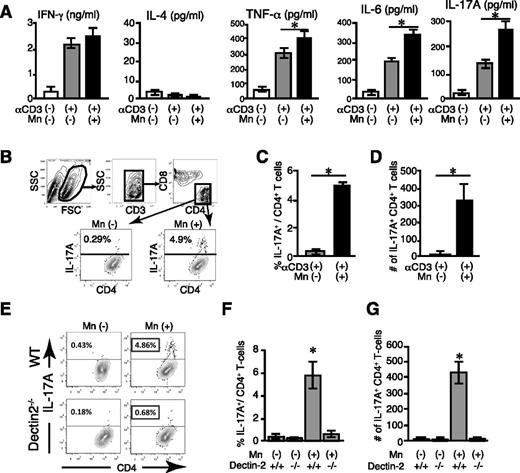 Figure 4. Mn induces Th17 differentiation of donor T cells in a Dectin-2–dependent manner. (A-G) The 5 × 104 T cells were cultured with 1 × 105 12 Gy-irradiated macrophages in the presence of 0.5 μg/mL of CD3 monoconal antibodies and 10 ng/mL of TGF-β with or without 100 μg/mL of Mn for 5 days. (A) Levels of cytokines in supernatant from 1 of 3 independent experiments are shown as means ± standard error.(SE) (B) Representative dot plots of flow cytometric analysis of intracellular IL-17A staining of CD4+ T cells after 5-day culture are shown. Frequencies (C) and numbers (D) of IL-17A+CD4+ Th17 cells from 1 of 3 independent experiments are shown as means ± SE. (E-G) Intracellular IL-17A staining of T cells cultured with WT or Dectin-2−/− macrophages were performed. Representative dot plots (E) shows IL-17A production in CD4+ T cells after coculture with WT (top panels) or Dectin-2−/− (bottom panels) macrophages in the presence or absence of Mn. Frequencies (F) and numbers (G) of IL-17A+CD4+ Th17 cells from 1 of 3 independent experiments are shown as means ± SE. *P < .05.