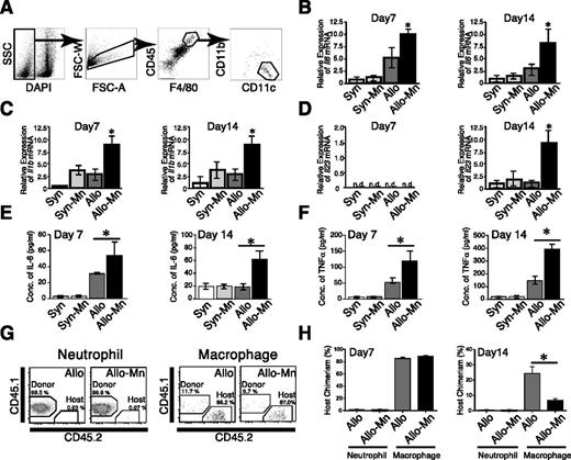 Figure 5. Mn stimulates macrophage expression of cytokines related to Th17 differentiation. Lung macrophages were sorted as DAPI− F4/80+ CD45high CD11blow CD11chigh cells on days 7 and 14 after BMT. Sorting strategies (A) for lung macrophages are shown. Expressions of Il6 (B), Il1b (C), and Il23 (D) messenger RNA in macrophages sorted from Syn controls (white bars), Mn-treated Syn mice (light gray bars), Allo controls (dark gray bars), and Mn-treated Allo mice (black bars) were quantitated by real-time PCR method. Representative data from 3 independent experiments are shown as means ± standard error. (E-F) Levels of IL-6 and TNF-α in the protein extracts from recipients’ lungs on days 7 and 14 are shown as means ± standard error. (G-H) B6D2F1 mice were transplanted from B6-CD45.1+ mice. The donor (CD45.1+CD45.2−) and host (CD45.1−CD45.2+) neutrophils and macrophages from recipients’ lungs were analyzed on days 7 (G,H) and 14 (H), and representative dot plots (G) and host chimerism (H) are shown. (n = 3-5 per group). *P < .05. n.d., not detected.