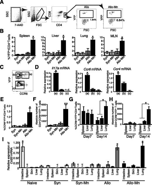 Figure 6. Mn administration promotes differentiation of the unique CCR6+CCR4+ donor Th17 cells after allogeneic BMT. Lethally irradiated B6 or B6D2F1 mice were transplanted with 4 × 106 TCD-BM plus 4 × 106 T cells from B6-background IL-17A−YFP fate mapping mice. Representative figure (A) of flow cytometric analysis 7 days after BMT is shown. The frequency (B) of YFP+ cells in CD4+ T-cell fraction in the spleen, lung, liver, and mesenteric lymph nodes (MLNs) from Syn controls (white bars), Mn-treated Syn mice (light gray bars), Allo controls (dark gray bars), and Mn-treated Allo mice (black bars) are shown as means ± standard error (SE) (n = 3 per group). (C) Representative dot plot shows 3 distinctive cell populations defined as YFP+CCR6+ (a), YFP+CCR6− (b), and YFP−CCR6− (c), respectively. (D) Messenger RNA expression in each cell fraction from Mn-treated allogeneic mice are shown as means ± SE. Frequencies (E) and numbers (F) of YFP+CCR6+ in the lung tissue 14 days after BMT are shown as means ± SE. Frequencies (G) and absolute numbers (H) of CCR6+ CD4+ YFP+ cells from the spleen, liver, and lung from Mn-treated allogeneic recipients on day 7 and day 14 after BMT are shown as means ± SE (n = 3). (I) Expression levels of Ccl20 messenger RNA in different tissues 14 days after BMT are shown. Representative data from 3 independent experiments (means ± SE) are shown. *P < .05; **P < .01.