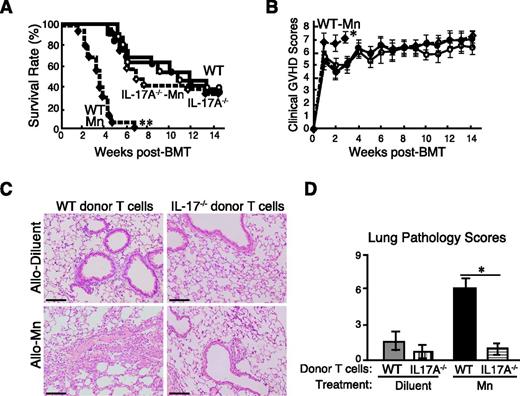 Figure 7. IL-17A production from donor T cells is required for the Mn-induced lung GVHD exacerbation. Lethally irradiated B6D2F1 mice were transplanted with 4 × 106 TCD-BM plus 4 × 106 T cells from WT or IL-17A−/− B6 mice. Survival (A) and clinical GVHD scores (B, means ± standard error) in WT controls (closed circles), IL-17A−/− controls (open circles), Mn-treated mice with WT donors (closed diamonds), and Mn-treated mice with IL-17A−/− donors (open diamonds) from 3 independent experiments were combined and shown (n = 12-15 per group). Representative lung sections were stained with hematoxylin and eosin (C) and the pathology scores of the lungs were analyzed 3 weeks after BMT from: (D) Allo controls with WT donors (gray bar), Allo controls with IL-17A−/− donors (vertical-striped bar), Mn-treated Allo with WT donors (black bar), and Mn-treated Allo with IL-17A−/− donors (horizontal-striped bar). Data from 3 independent experiments were combined and shown as means ± standard error. Original magnification ×200. Scale bars represent 100 μm (D). *P < .05; **P < .01.