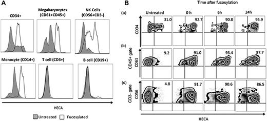 Figure 2. Extent and durability of fucosylation of CB cells. (A) Mean fluorescence intensity of fucosylated (white) and untreated (gray) CB cells. The degree of fucosylation (measured with the HECA antibody) on CB-CD34+ cells, megakaryocytes (CD61+CD45+), NK cells (CD3−CD56+), and monocytes (CD14+) was increased compared with that of the corresponding untreated cells (gray), whereas neither T cells (CD3+) nor B cells (CD19+) showed increased fucosylation. (B) Stable HECA expression (fucosylation) on (a) CD34+ cells, (b) megakaryocytes (CD45+CD61+), and (c) NK cells (CD3−CD56+) for up to 24 hours after the fucosylation procedure.