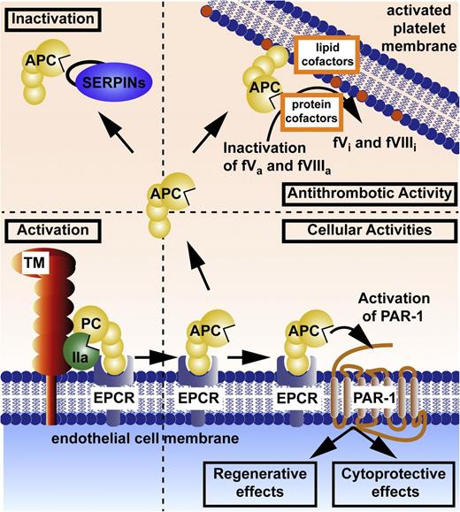 Figure 1. Protein C activation and expression of APC’s multiple activities. Activation of the EPCR-bound protein C (PC) zymogen (bottom left) is accomplished by thrombomodulin (TM)-bound thrombin (IIa). Anticoagulant activity (upper right) is based on limited proteolysis, causing irreversible inactivation (i) of the activated clotting factors (f)Va and fVIIIa for which various lipids and protein cofactors play essential roles, as shown for this reaction on platelet membranes. Cytoprotective actions of APC (bottom right) include its antiapoptotic and anti-inflammatory activities, its ability to stabilize endothelial barriers to prevent vascular leakage, and its ability to alter gene expression profiles for many genes. APC’s various cytoprotective activities and regenerative effects generally require EPCR and PAR1. Not depicted here is the fact that APC’s cytoprotective or regenerative actions sometimes require PAR3 and/or other receptors, depending on the biological context, cell type, and organ. Inactivation of circulating APC by plasma serine protease inhibitors (SERPINs; upper left) is a major mechanism for clearance of APC. Coloring of molecules is as follows: protein C zymogen and active protease, APC (yellow); IIa (green); TM (red); EPCR (blue); and SERPINs (purple).