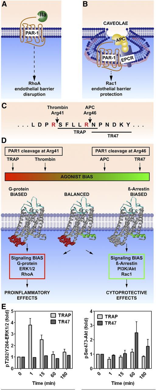 Figure 2. PAR1-dependent biased signaling initiated by thrombin or APC. PAR1 subpopulations are localized either in membrane sections that lack caveolin-1 (A) or in caveolae that contain caveolin-1 and EPCR (B). (C) PAR1 cleavage by thrombin at Arg41 generates the N-terminal tethered-peptide agonist that begins with residue 42, whereas APC cleavage at Arg46 generates a different N-terminal tethered agonist that begins with residue 47. (D) The former cleavage results in G protein–dependent signaling, whereas the latter cleavage results in β-arrestin-2–dependent signaling. Synthetic peptides known as TRAPs that begin with amino acid 42 cause thrombinlike effects on cells, whereas a 20-mer synthetic peptide that begins with amino acid 47 (TR47) causes APC-like effects on cells .31,34,36 (E) Such effects are illustrated by the differences in phosphorylations of ERK1/2 compared to Akt, because TRAP induces phosphorylation of ERK1/2 but not Akt, whereas TR47 induces phosphorylation of Akt but not ERK1/2.31 IIa, thrombin; TRAP, thrombin receptor–activating peptide.