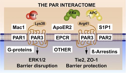 Figure 3. Noncanonical PAR3 activation and signaling selection by the PAR3 interactome. Activation of PAR3 can occur by thrombin (IIa)-mediated cleavage at Lys38 (canonical cleavage) or by APC and factor (F)Xa cleavage at noncanonical Arg41.41,42 The latter cleavage results in selective activation of Tie2 and ZO-1 that promotes stabilization of the tight junctions, whereas the former cleavage enhances PAR1-induced ERK1/2 activation that results in barrier-disruptive effects. Because PAR3 is considered a nonsignaling receptor, other PAR3 effectors appear to be required for signaling induction, diversification, and regulation. Collectively referred to as the PAR interactome, these components may include EPCR, which binds extracellular proteases and membrane proteins; PAR1 and/or PAR2, which can form heterodimers; other receptors such as Mac1 (CD11b/CD18), ApoER2, and Tie2, which initiate signaling; and intracellular signaling system components such as G proteins or β-arrestins.