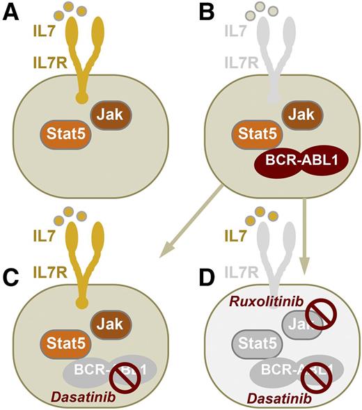 Survival and proliferation of normal mouse pre-B cells are promoted by IL-7R signaling and activation of JAK and STAT5 (A). After malignant transformation of pre-B cells by BCR-ABL1 (Ph+ ALL), IL-7R signaling becomes redundant in ALL cells (B). Mallampati et al show that TKIs of BCR-ABL1 (eg, dasatinib) may effectively block BCR-ABL1 tyrosine kinase activity but concurrently induce IL-7 secretion in MSCs. TKI-induced IL-7 secretion by MSCs can, hence, restore IL-7R–mediated survival and proliferation signaling in Ph+ ALL cells (C). Although reinstatement of IL-7R and JAK signaling as in normal pre-B cells induces drug resistance, dual targeting of both BCR-ABL1 (eg, dasatinib) and JAK (eg, ruxolitinib) activity can prevent IL-7R-JAK–dependent survival signaling and short-circuit drug resistance (D).