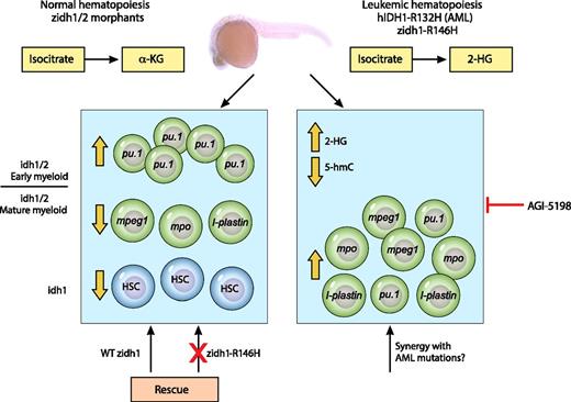 Disruption of the function of zidh1/2 enzymes in zebrafish results in partial block of myeloid differentiation, whereas zidh1 also controls the emergence of definitive hematopoietic stem cells. Disease-associated mutations can recapitulate the mammalian phenotype but cannot rescue the mutant phenotypes. α-KG, α-ketoglutarate; 2-HG; 2-hydroxyglutarate; 5-hmC, 5-hydroxymethylcytosine; HSC, hematopoietic stem cell; WT, wild-type. Professional illustration by Patrick Lane, ScEYEnce Studios.