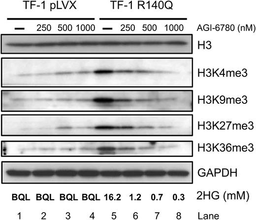 Figure 4. AGI-6780 reverses IDH2 R140Q-induced histone hypermethylation expression in a dose-dependent manner. Expression of R140Q increases H3K4me3, H3K9me3, H3K27me3, and H3K36me3 methylation. Seven-day treatment with AGI-6780 reverses the hypermethylation in a dose-dependent manner at all 4 marks.