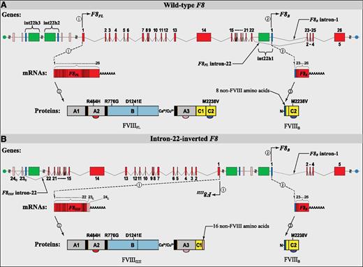 Figure 1. Structure and function of the wild-type and I22-inverted F8 loci: DNA, mRNA, and protein. (A) The wild-type F8 locus is comprised of 2 separately regulated transcription units that direct synthesis of 2 F8-exonic-sequence–containing polyadenylated transcript variants, 1 and 2, which are designated here as F8FL and F8B, respectively. F8FL contains all 9030 bases found in F8 exons 1 to 26 and encodes the full-length FVIII protein, FVIIIFL, whose mature circulating form, containing 2332 amino acid residues, is essential for normal blood coagulation. F8B contains 2598 bases —including 169 bases from its first exon, which is not found in F8FL, and 2429 bases from its last 4 exons (exons 2-5), which are identical to exons 23 to 26 of F8FL—and encodes wild-type FVIIIB, a recently identified intracellular protein comprised of 216 amino acids whose function, if any, remains unknown. Homologous recombination between int22h1 and int22h3 (depicted as green and dark blue rectangles, respectively) incompletely inverts F8FL. (B) The I22-inverted F8 locus is also comprised of 2 separately regulated transcription units that direct synthesis of 2 F8-exonic-sequence–containing polyadenylated transcript variants, 1 and 2, which are designated here as F8I22I and F8B, respectively. Because homologous recombination restores the genomic DNA sequence within which it occurs, it has long been suspected,2 but only recently proven experimentally,5 that the F8B gene and transcript, and hence the FVIIIB protein, are identical to that in healthy persons without HA. F8I22I contains the 6756 bases found in F8 exons 1 to 22 and, together with the 48 additional DCS bases in exon 23C, encodes the FVIIII22I protein, which contains 2159 translated amino acid residues and is trapped intracellularly.