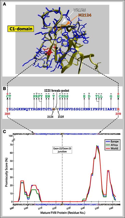 Figure 2. Peptides from the Exon 22/Exon 23 junction and their affinity for common MHC-II variants. (A) Ribbon diagram of the structure of the C1 domain of FVIII highlighted to emphasize the I22I break point encoded by the 3′- and 5′-ends of exons 22 and 23, respectively. Y2105 and R2150 (red) represent the positions of recurrent mild HA-causing missense mutations that are strongly associated with inhibitor development. Residues 2106 to 2123 and 2126 to 2149 (blue) are 2 segments of C1 on either side of the inversion break point. M2124 and V2125 (orange and white, respectively) are the residues flanking the break point. (B) Forty-six amino acids comprising most of the C-terminal one-third of the C1 domain are shown together with the location of known HA-causing missense mutations; the presence (red asterisk) or absence (black minus sign) of inhibitor development in patients found to have one of these abnormalities with these is also indicated. Note that Y2105C and R2150H have been found in many unrelated alloimmunized HA patients and represent the N- and C-terminal missense mutations, respectively, closest to the exon 22/exon 23 junction, which have been identified in inhibitor patients. Although 18 additional missense mutations (green) have been identified more proximal than Y2105C and R2150H to the I22I break point, none of these patients has yet been reported to have developed inhibitors to date. (C) The immunogenicity potential of wild-type tFVIII-derived peptides encoded by the mRNA sequence spanning the exon 22/exon 23 junction is depicted as promiscuity scores.5,27 The binding affinities of commonly-occurring HLA-II proteins for peptides derived from the C1 domain region corresponding to the exon 22/exon 23 junction were predicted using the NetMHCIIpan-3.0 method (http://www.cbs.dtu.dk/services/NetMHCIIpan/28). The method predicts the binding affinity (in nM) for each 15-mer peptide–HLA-II complex. The population-level promiscuity scores for each 15-mer FVIII peptide is then defined as the (normalized) cumulative prevalence of common HLA-II proteins that bind it with high affinity (≤50 nM) in 3 populations: white European (blue), black African (green), and Global (red).
