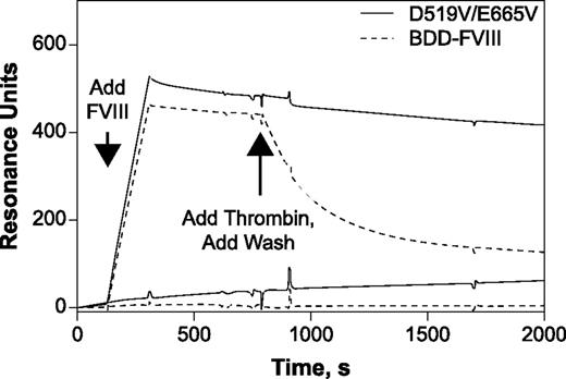 Figure 1. A representative sensogram (Biacore analysis) showing A2 domain dissociation from FVIIIa after activation of FVIII by thrombin. The top solid line represents D519V/E665V; the dashed line represents BDD-FVIII. The lower lines (dashed and solid) are the respective nonspecific antibody control channels. All data have been subtracted from a blank channel and are representative of 2 independent experiments.